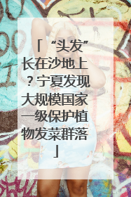 “头发”长在沙地上？宁夏发现大规模国家一级保护植物发菜群落