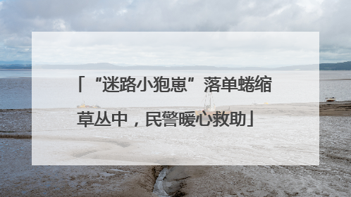 “迷路小狍崽”落单蜷缩草丛中，民警暖心救助