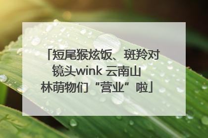短尾猴炫饭、斑羚对镜头wink 云南山林萌物们“营业”啦