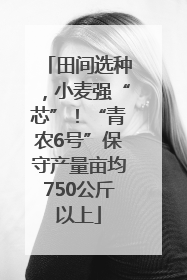 田间选种，小麦强“芯”！“青农6号”保守产量亩均750公斤以上