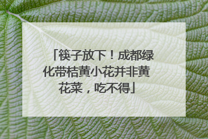筷子放下！成都绿化带桔黄小花并非黄花菜，吃不得