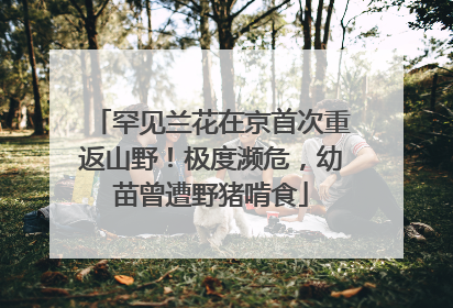 罕见兰花在京首次重返山野！极度濒危，幼苗曾遭野猪啃食