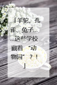 羊驼、孔雀、兔子……这些学校藏着 “动物园”？！