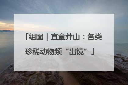 组图｜宜章莽山：各类珍稀动物频“出镜”