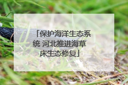 保护海洋生态系统 河北推进海草床生态修复