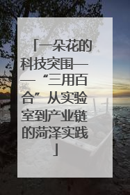 一朵花的科技突围——“三用百合”从实验室到产业链的菏泽实践