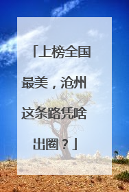 上榜全国最美，沧州这条路凭啥出圈？