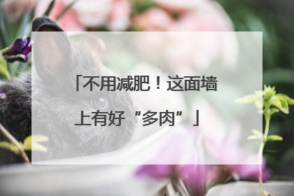 不用减肥！这面墙上有好“多肉”
