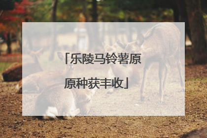 乐陵马铃薯原原种获丰收