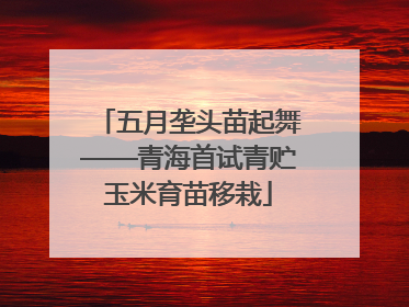 五月垄头苗起舞——青海首试青贮玉米育苗移栽