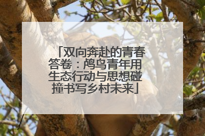 双向奔赴的青春答卷：鸬鸟青年用生态行动与思想碰撞书写乡村未来