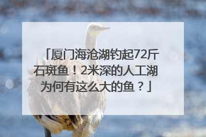 厦门海沧湖钓起72斤石斑鱼！2米深的人工湖为何有这么大的鱼？