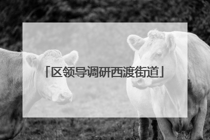 区领导调研西渡街道