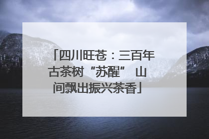 四川旺苍：三百年古茶树“苏醒” 山间飘出振兴茶香