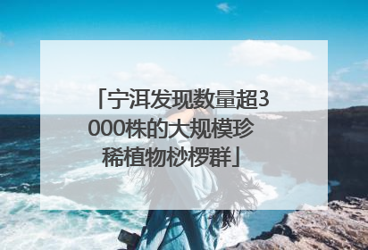 宁洱发现数量超3000株的大规模珍稀植物桫椤群