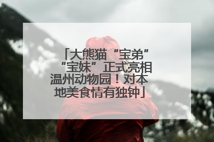 大熊猫“宝弟”“宝妹”正式亮相温州动物园！对本地美食情有独钟
