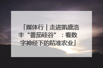 媒体行｜走进凯盛浩丰“番茄硅谷”：看数字神经下的精准农业