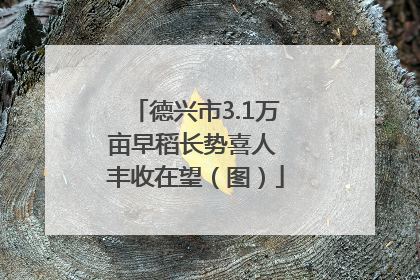 德兴市3.1万亩早稻长势喜人 丰收在望（图）