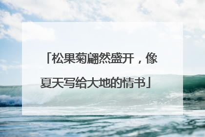 松果菊翩然盛开，像夏天写给大地的情书
