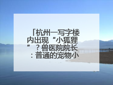 杭州一写字楼内出现“小狐狸”？兽医院院长：普通的宠物小狗，像狐狸犬