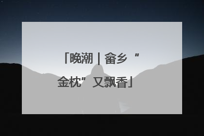 晚潮｜畲乡“金枕”又飘香