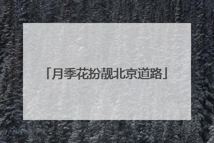 月季花扮靓北京道路