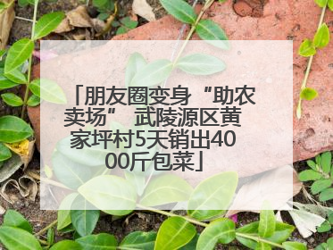 朋友圈变身“助农卖场” 武陵源区黄家坪村5天销出4000斤包菜