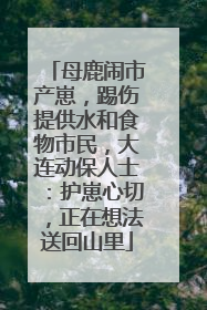 母鹿闹市产崽，踢伤提供水和食物市民，大连动保人士：护崽心切，正在想法送回山里