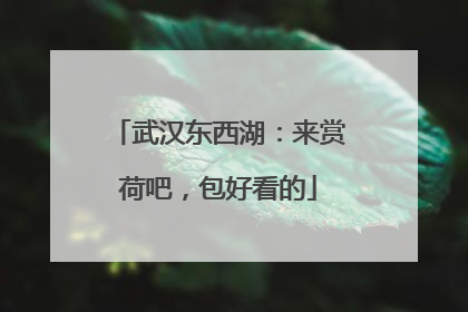 武汉东西湖：来赏荷吧，包好看的