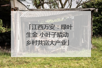 江西万安：绿叶生金 小叶子撬动乡村共富大产业