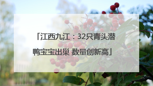江西九江：32只青头潜鸭宝宝出巢 数量创新高