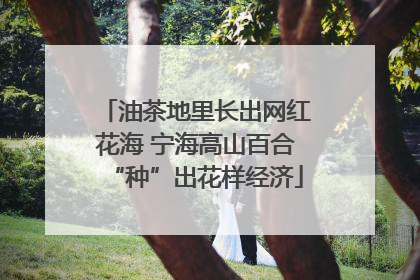 油茶地里长出网红花海 宁海高山百合“种”出花样经济