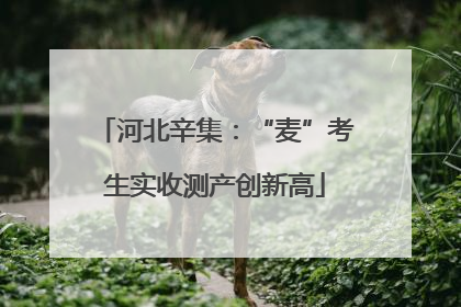 河北辛集：“麦”考生实收测产创新高