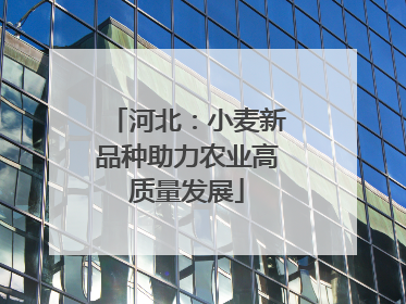 河北：小麦新品种助力农业高质量发展