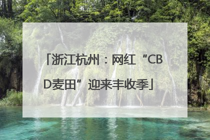 浙江杭州：网红“CBD麦田”迎来丰收季