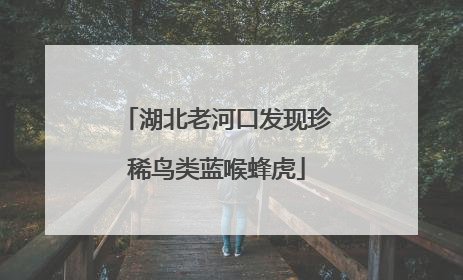 湖北老河口发现珍稀鸟类蓝喉蜂虎
