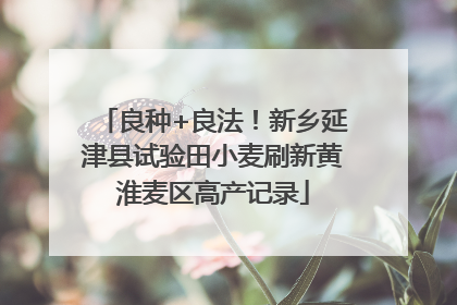 良种+良法！新乡延津县试验田小麦刷新黄淮麦区高产记录