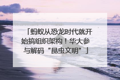 蚂蚁从恐龙时代就开始搞组织架构！华大参与解码“昆虫文明”