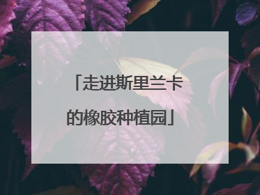 走进斯里兰卡的橡胶种植园
