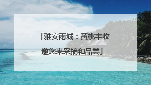 雅安雨城：黄桃丰收 邀您来采摘和品尝
