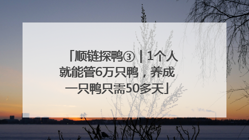 顺链探鸭③｜1个人就能管6万只鸭，养成一只鸭只需50多天