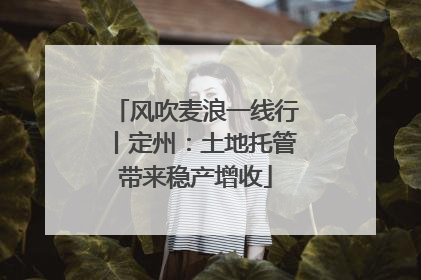 风吹麦浪一线行丨定州：土地托管带来稳产增收