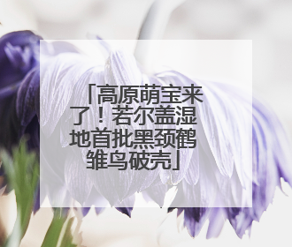 高原萌宝来了！若尔盖湿地首批黑颈鹤雏鸟破壳