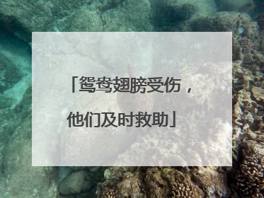 鸳鸯翅膀受伤，他们及时救助
