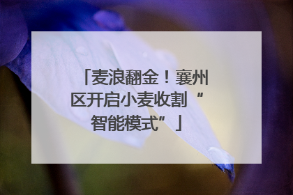 麦浪翻金！襄州区开启小麦收割“智能模式”