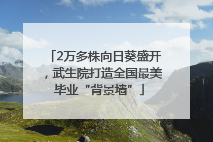 2万多株向日葵盛开，武生院打造全国最美毕业“背景墙”