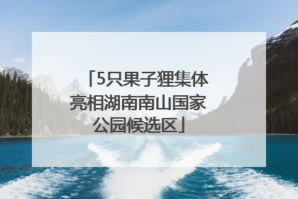 5只果子狸集体亮相湖南南山国家公园候选区